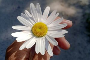 Gratidão em um momento de calamidade